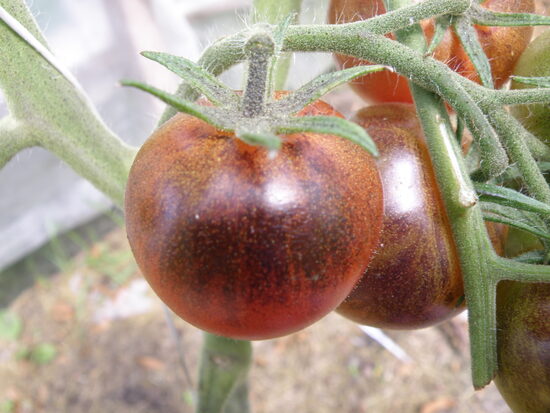 Лазурная амброзия